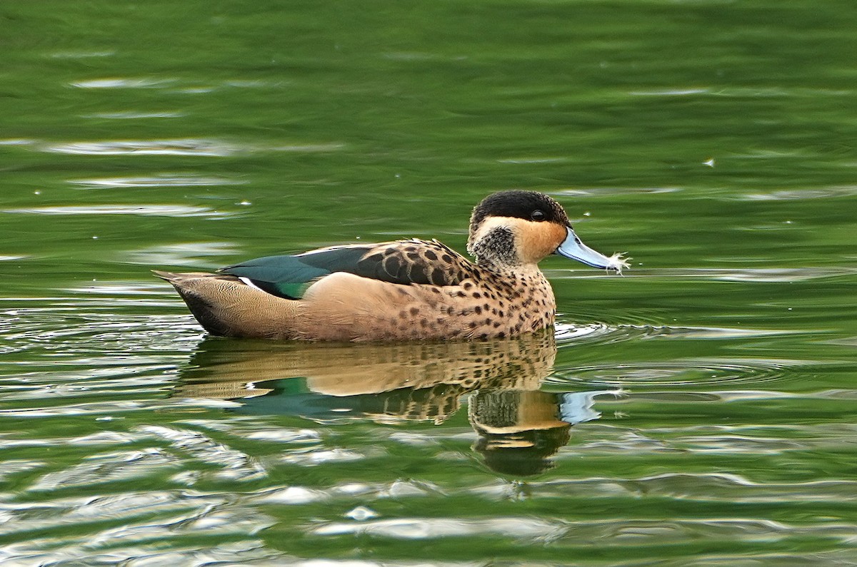 Blue-billed Teal - ML636817620