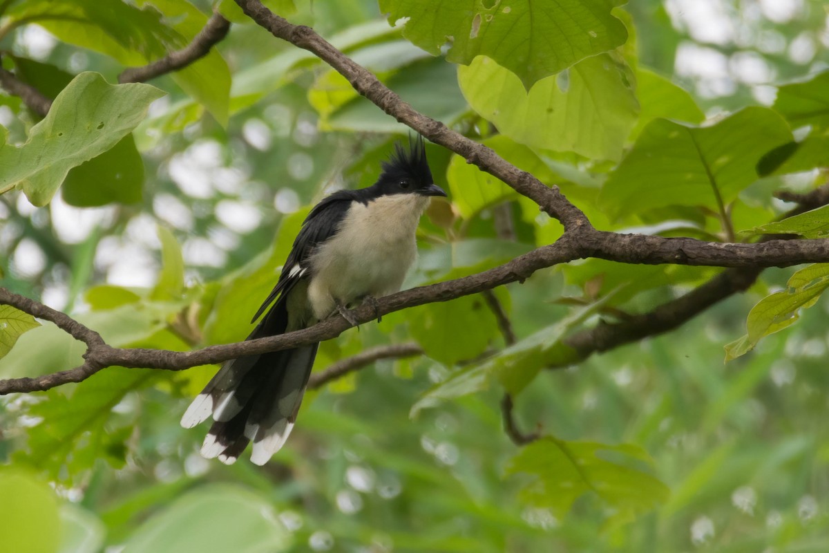 Pied Cuckoo - ML636817626