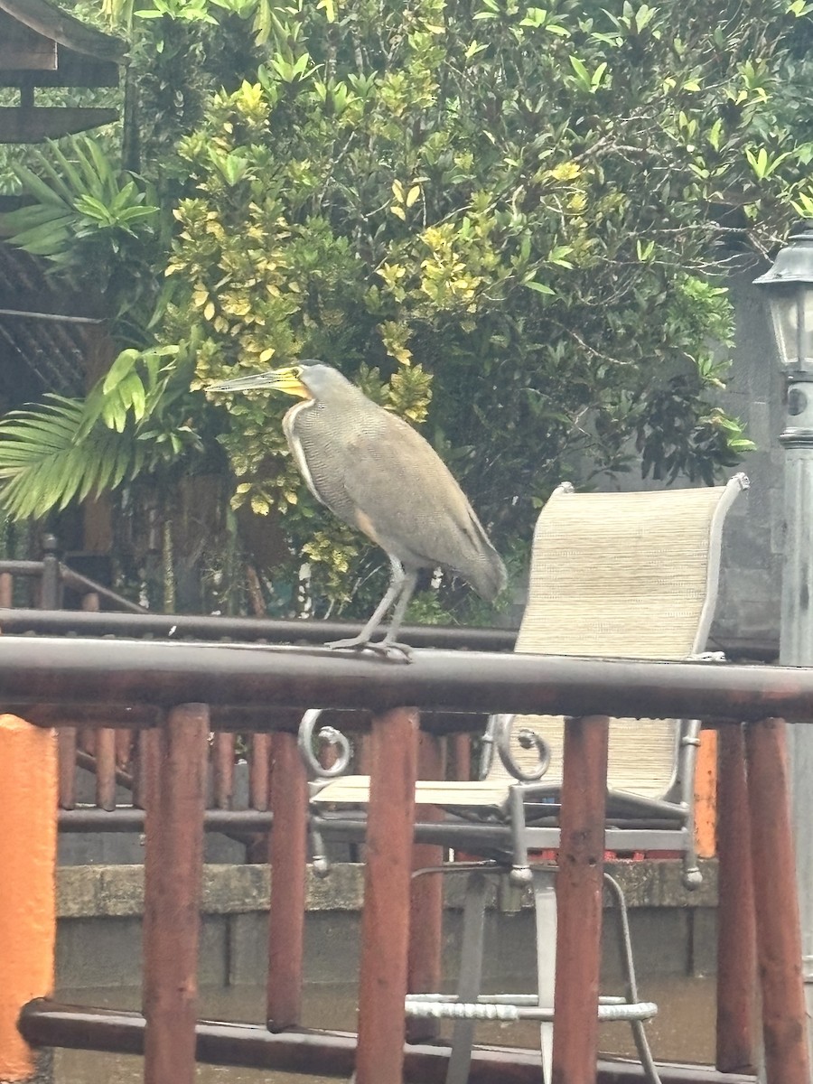 Bare-throated Tiger-Heron - ML636817636