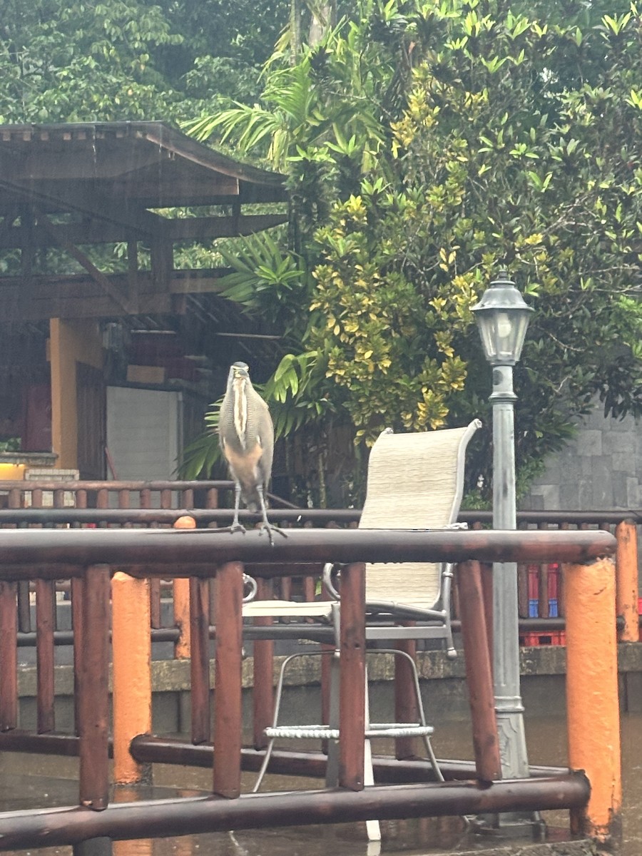 Bare-throated Tiger-Heron - ML636817637