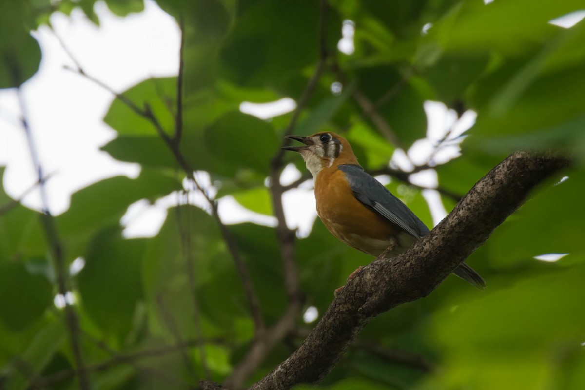 Orange-headed Thrush - ML636817639