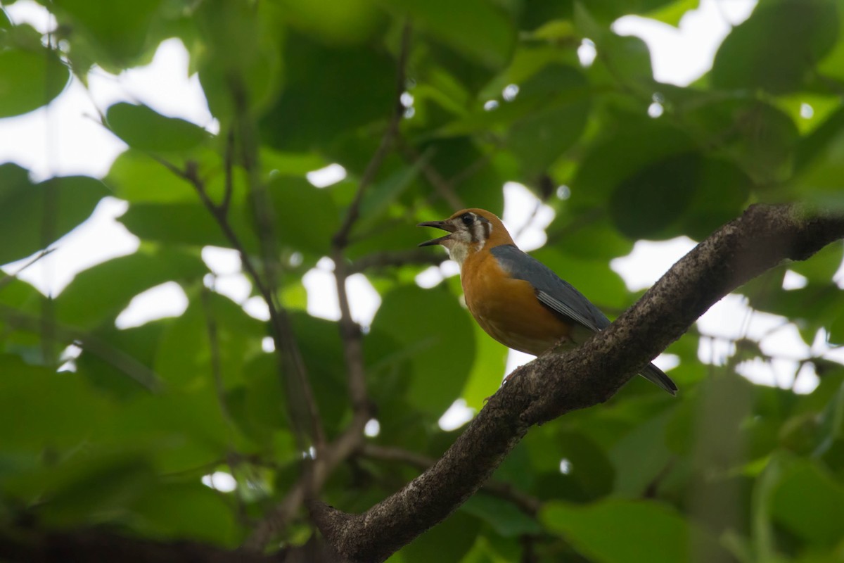 Orange-headed Thrush - ML636817640