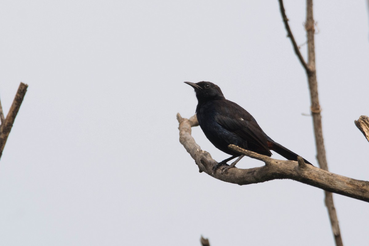 Indian Robin - ML636817644