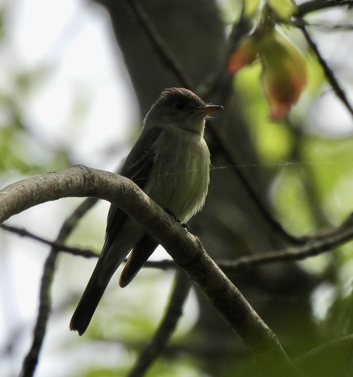 Eastern Wood-Pewee - ML636817668