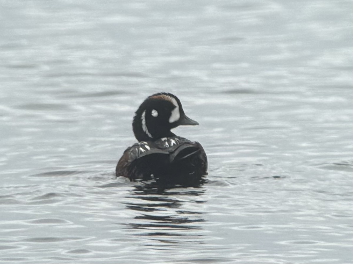 kačka strakatá - ML636817678