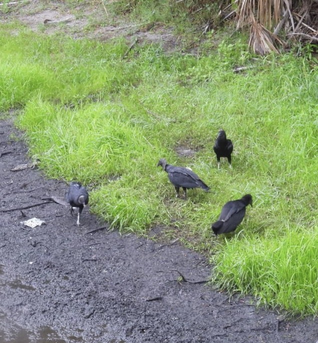 Black Vulture - ML636817697