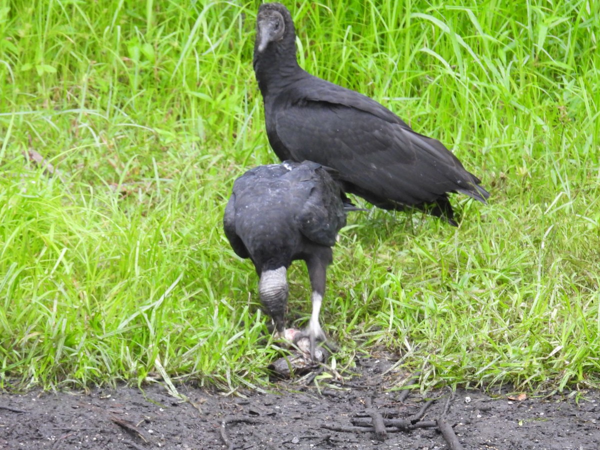 Black Vulture - ML636817698
