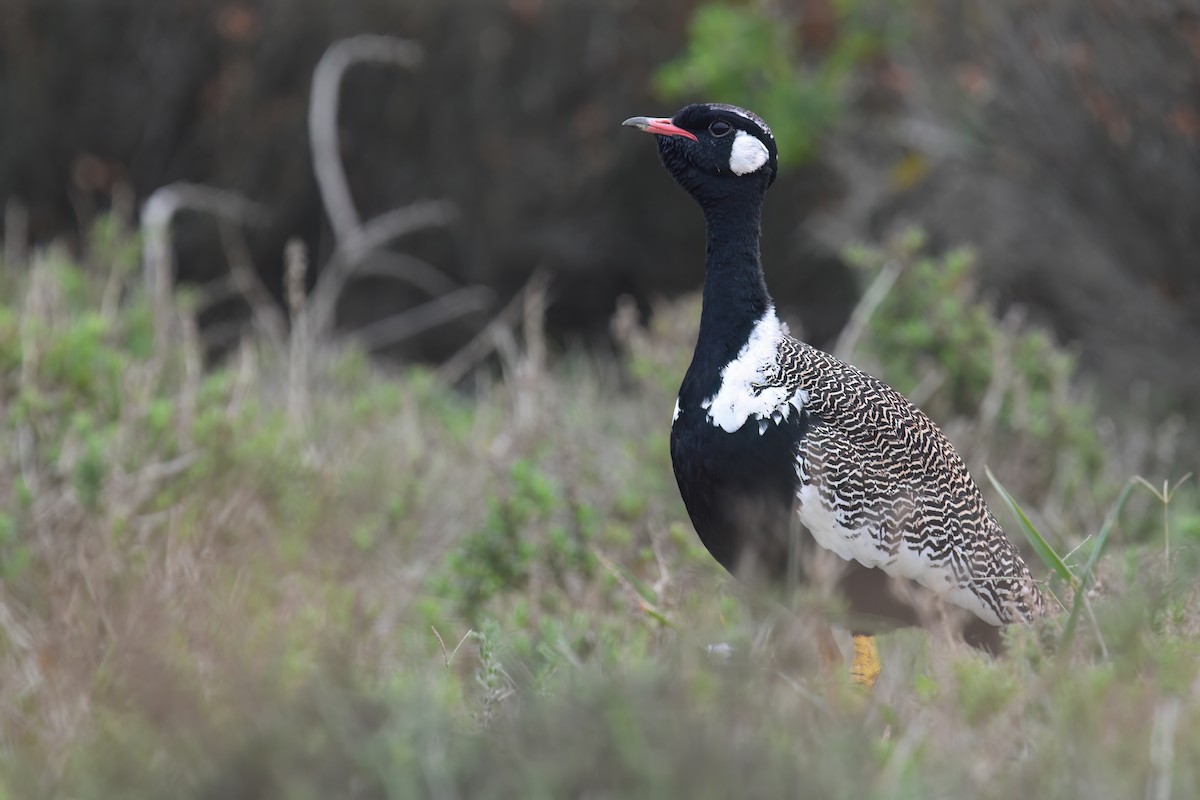 Black Bustard - ML636817711