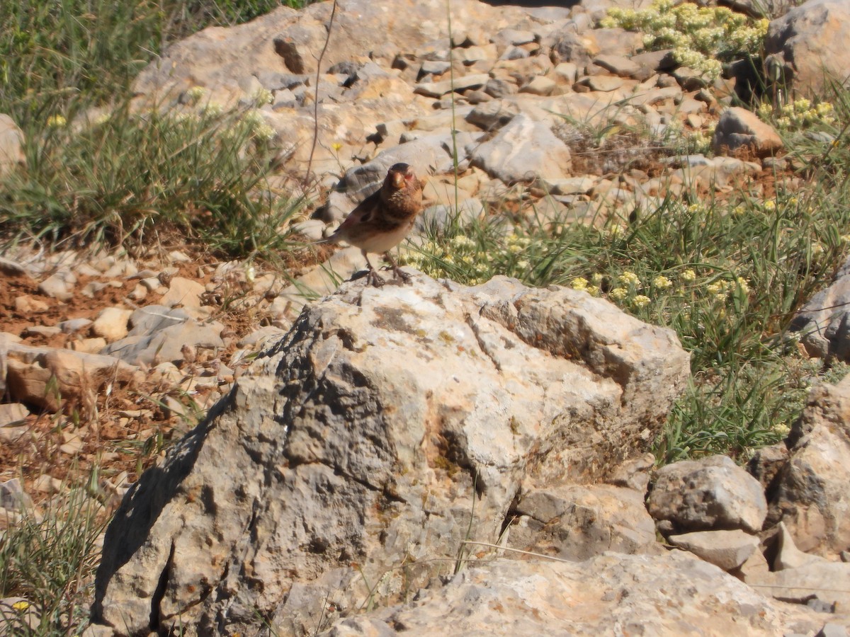 Crimson-winged Finch - ML636817906
