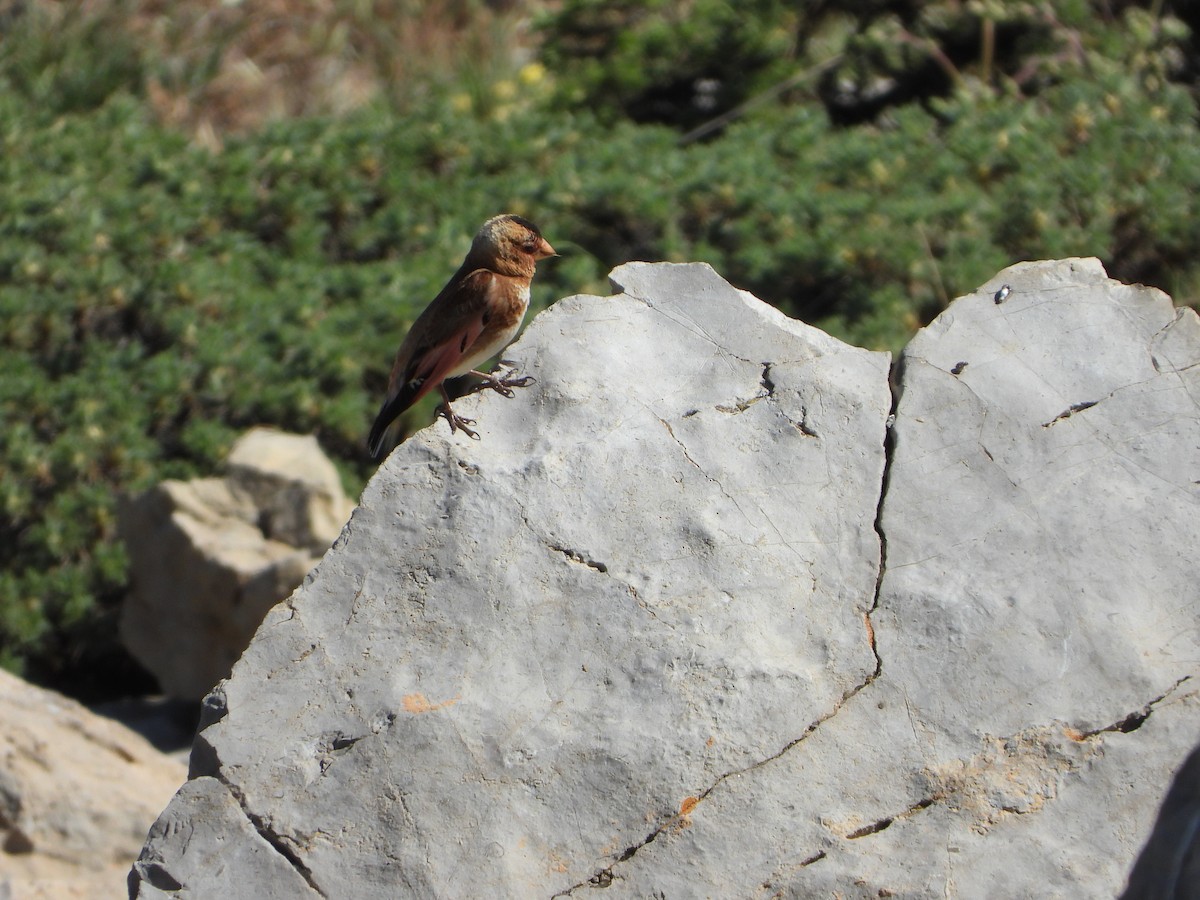 Crimson-winged Finch - ML636817907