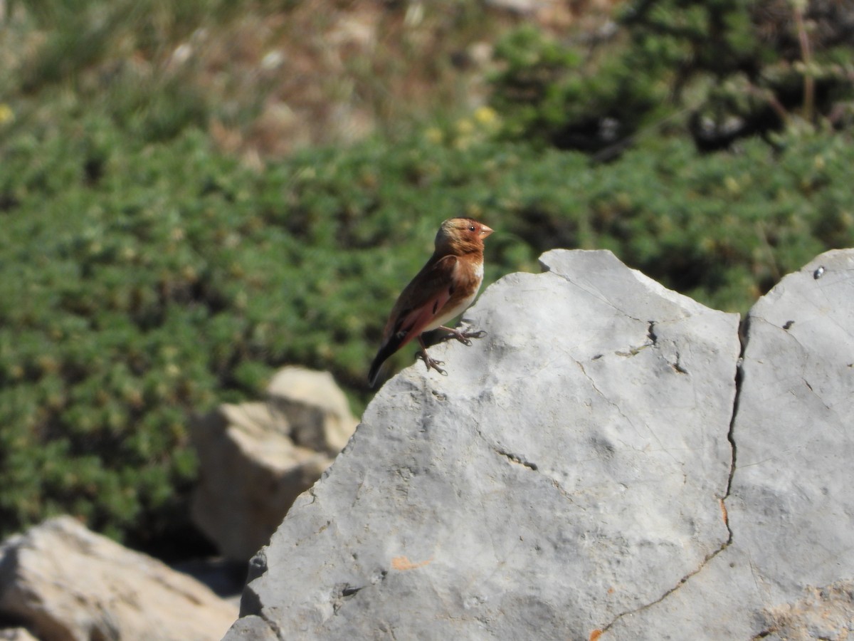 Crimson-winged Finch - ML636817908