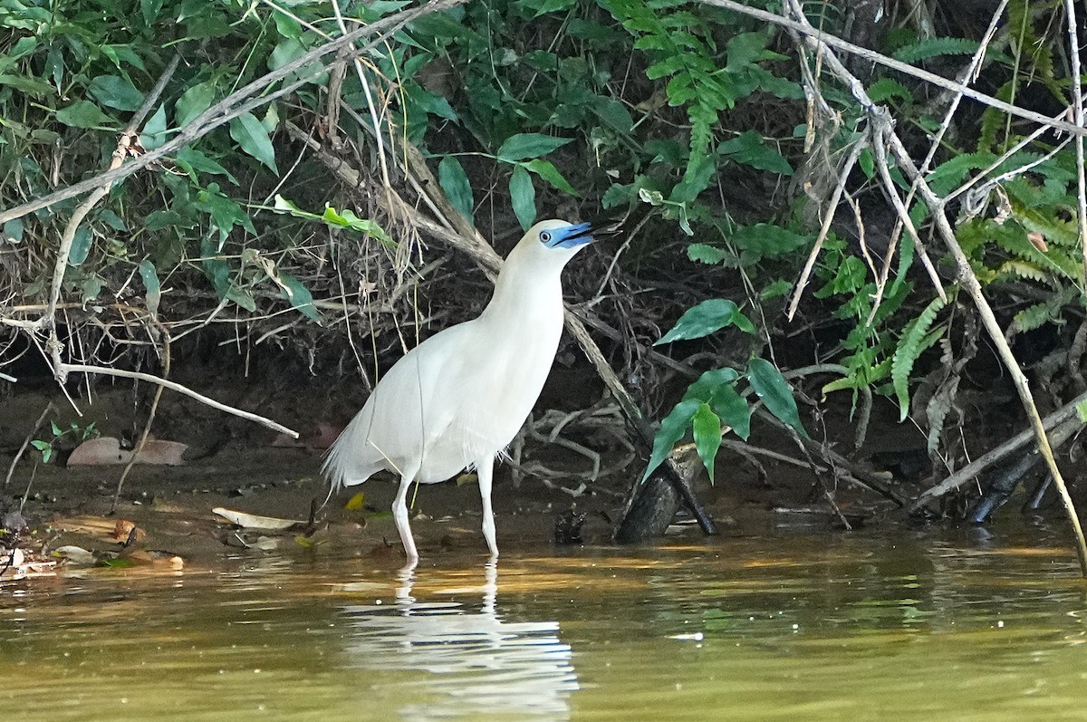 Malagasy Pond-Heron - ML636817923