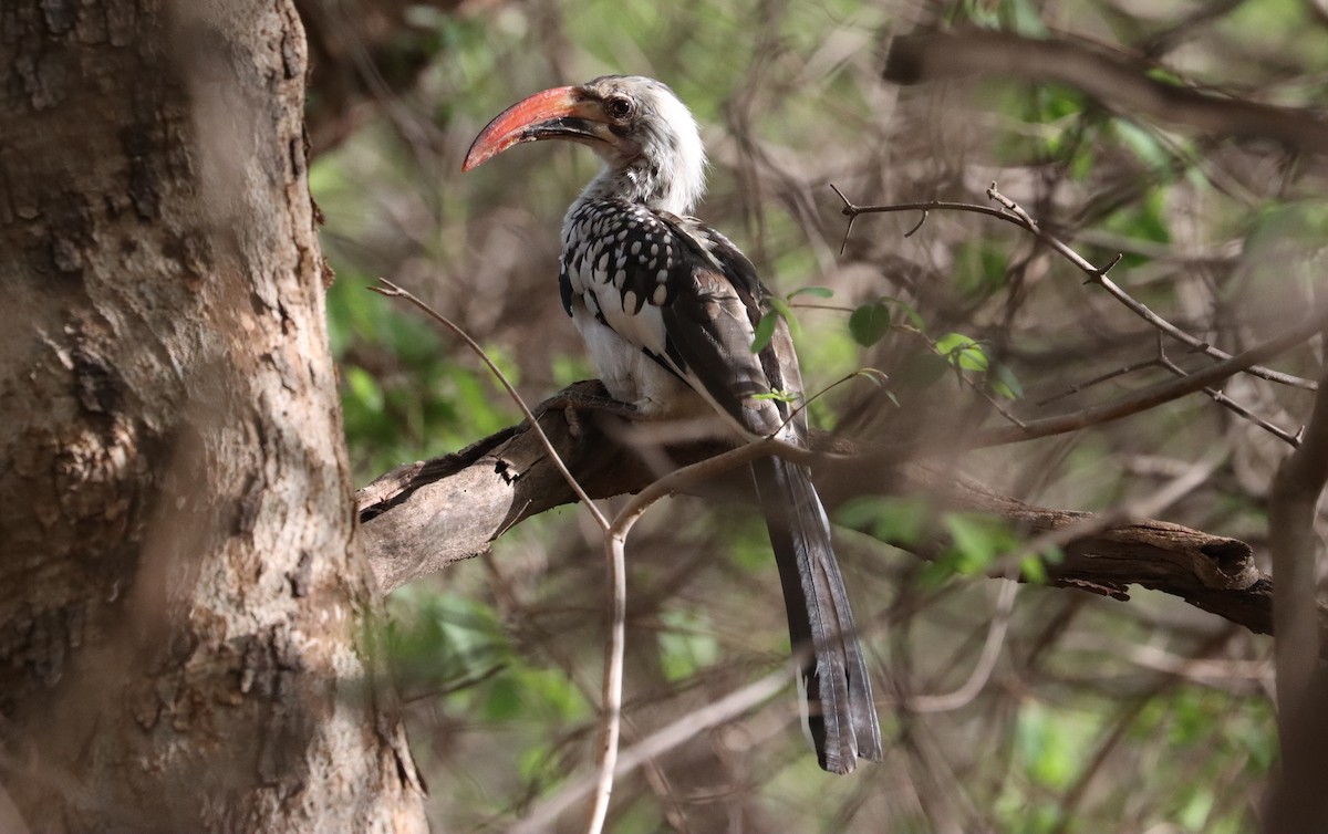 Northern Red-billed Hornbill - ML636817943