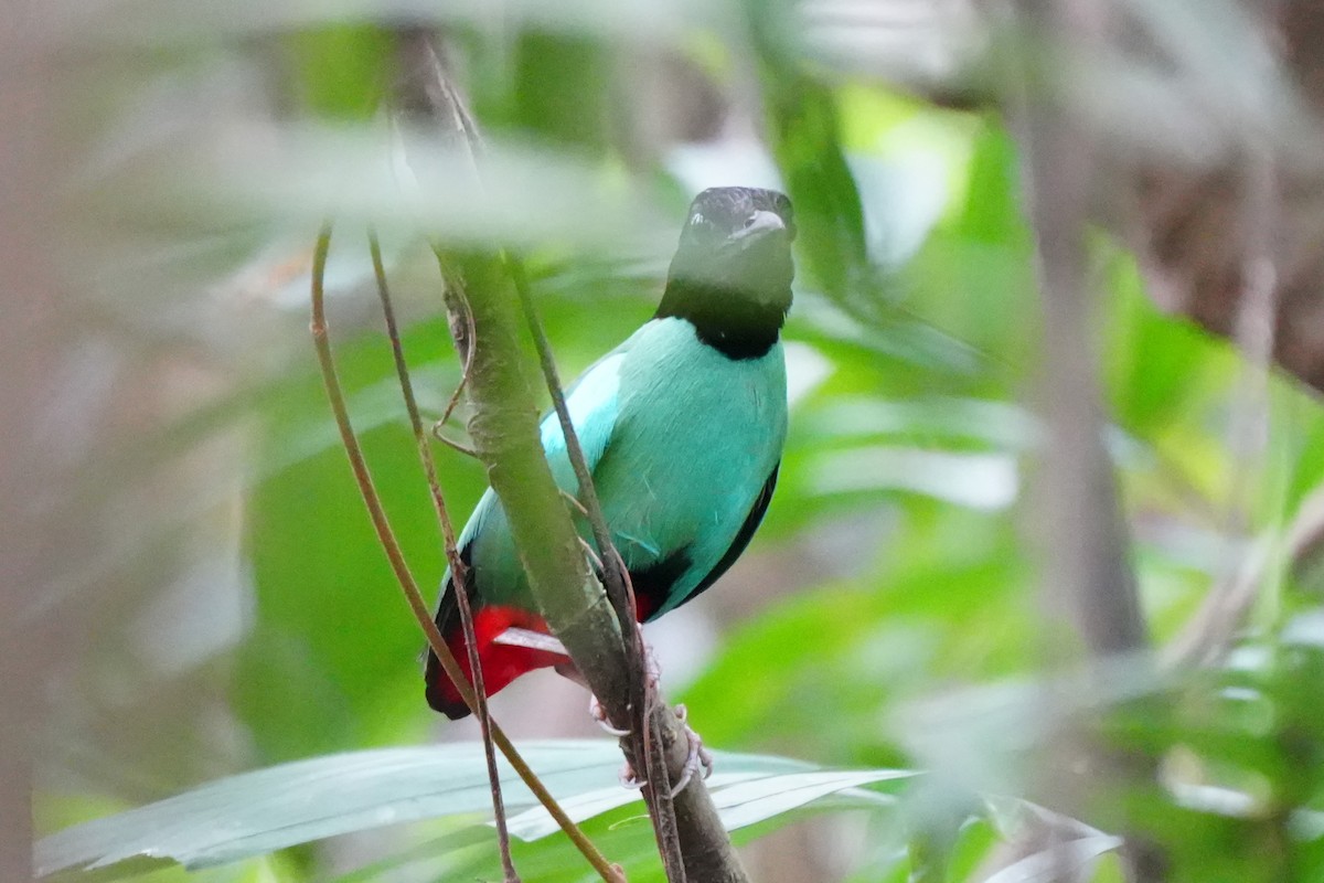Western Hooded Pitta (Philippine) - ML636817978