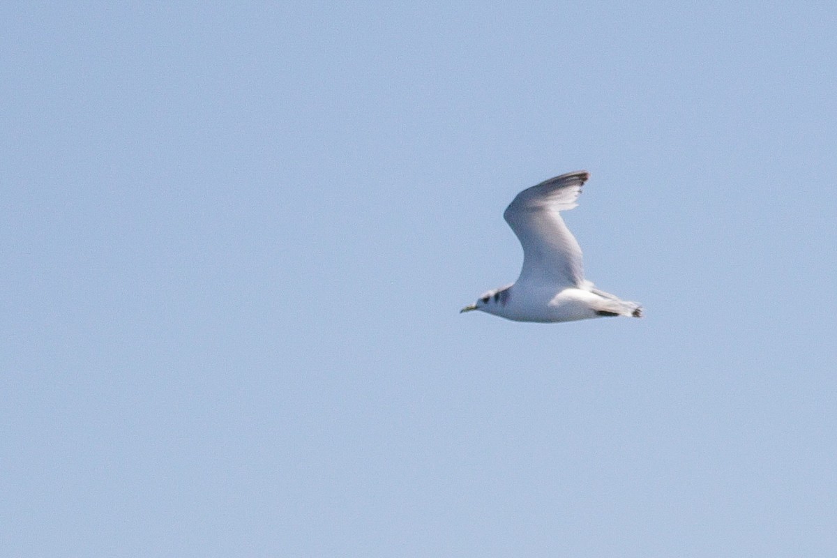 Black-legged Kittiwake - ML636817981