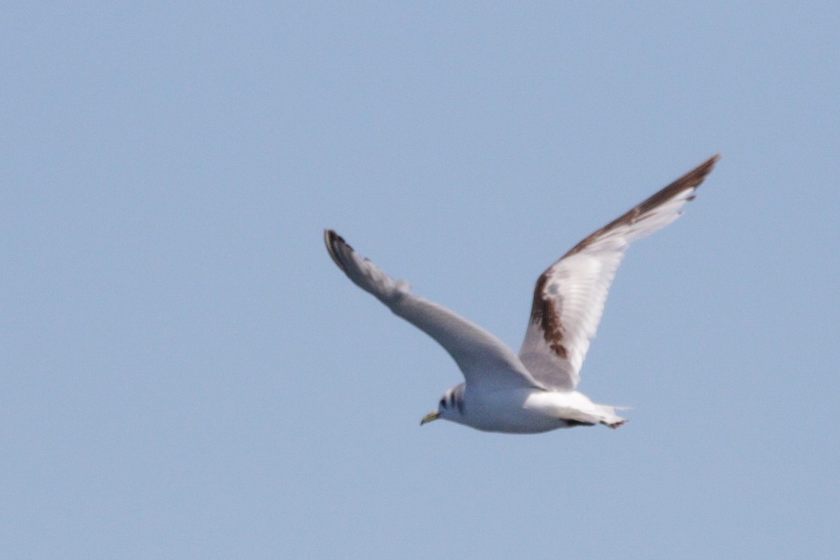 Black-legged Kittiwake - ML636817982