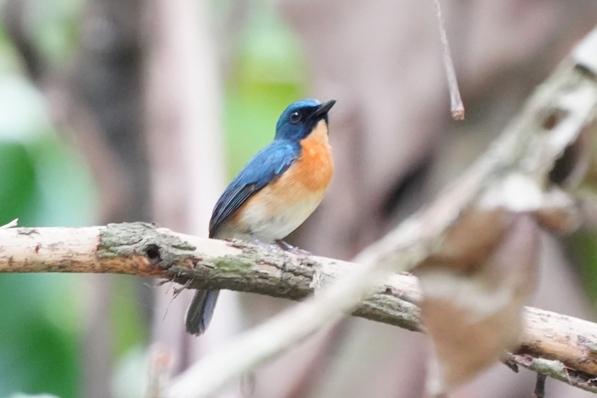 Mangrove Blue Flycatcher (Philippine) - ML636817986