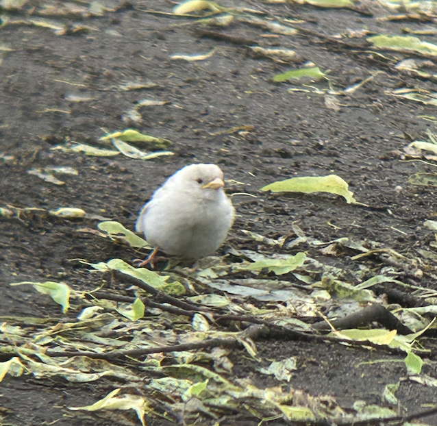 House Sparrow - ML636818002