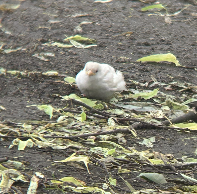 House Sparrow - ML636818003