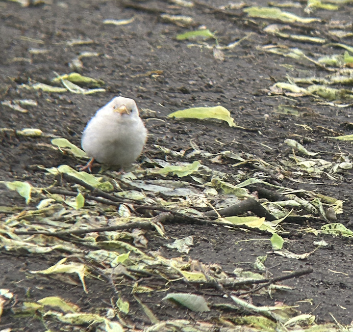 House Sparrow - ML636818004