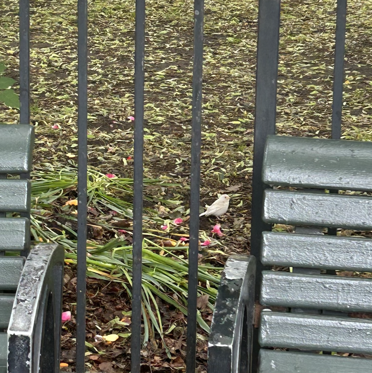 House Sparrow - ML636818005
