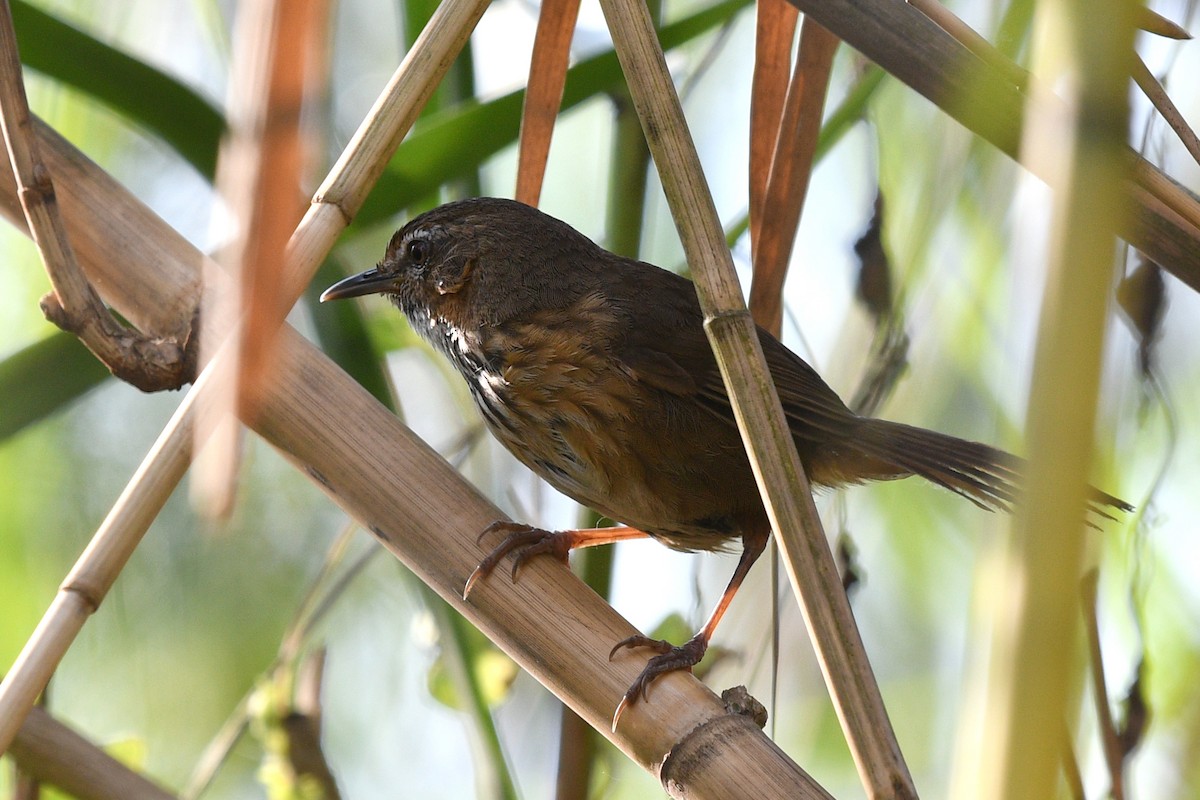 Marsh Babbler - ML636818038