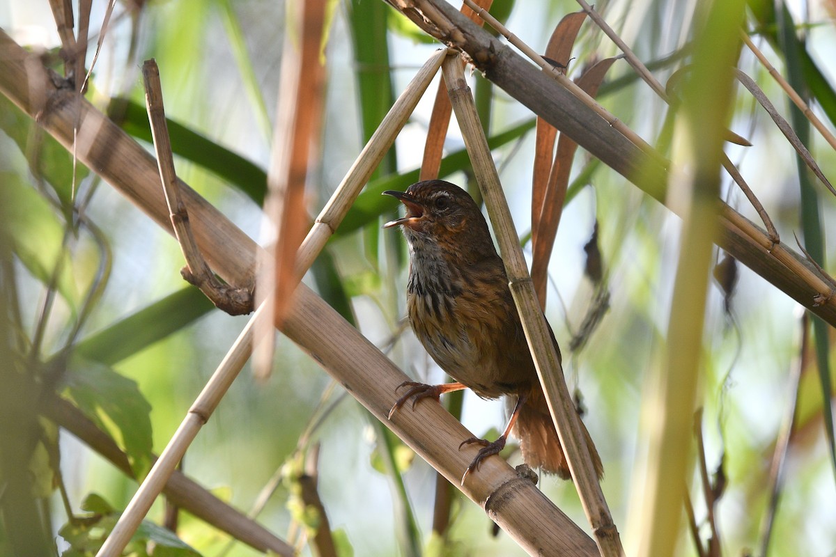 Marsh Babbler - ML636818039
