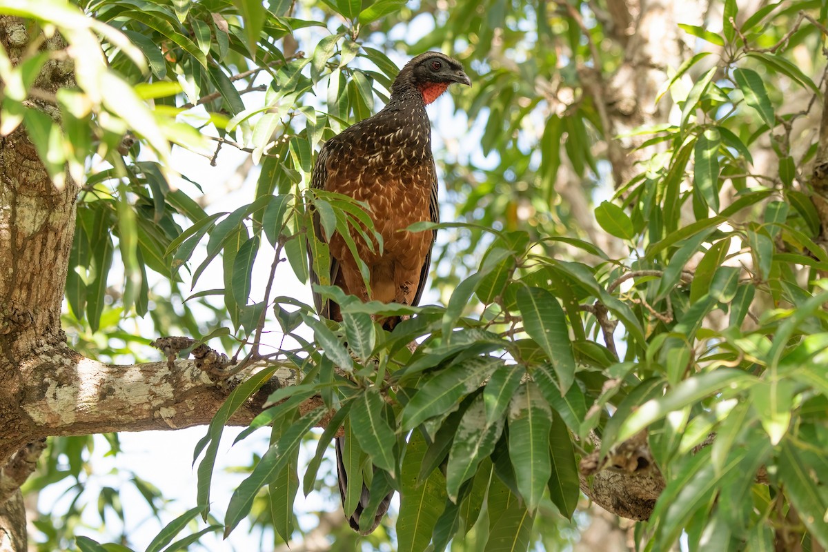 Chestnut-bellied Guan - ML636818040