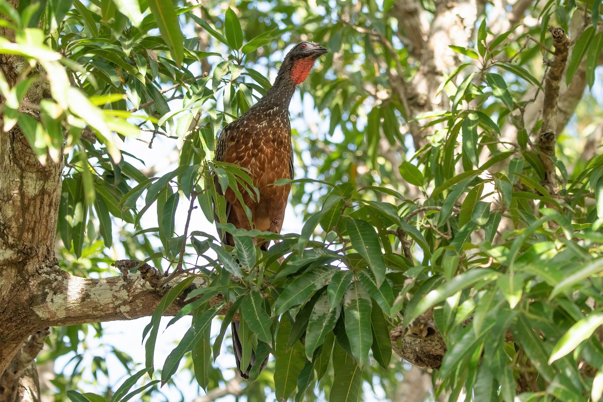 Chestnut-bellied Guan - ML636818041