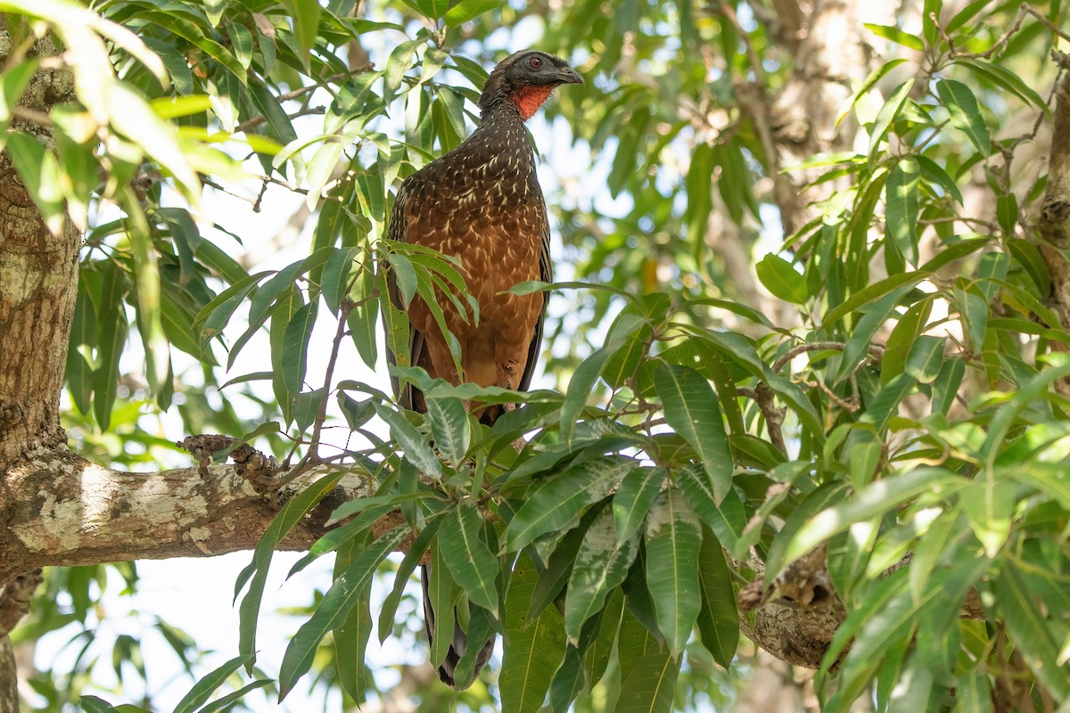 Chestnut-bellied Guan - ML636818042