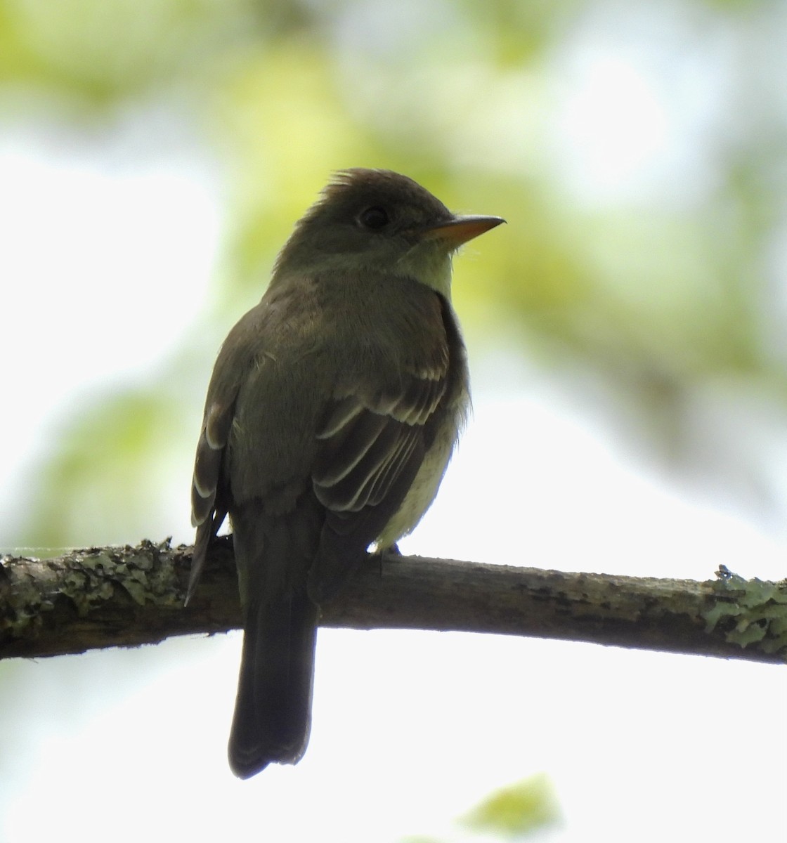 Eastern Wood-Pewee - ML636818046