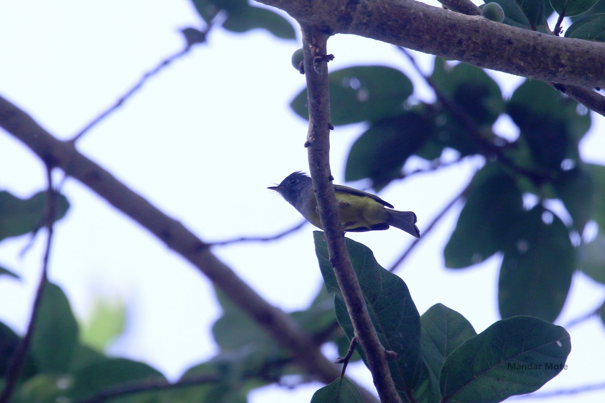 Gray-headed Canary-Flycatcher - ML636818070