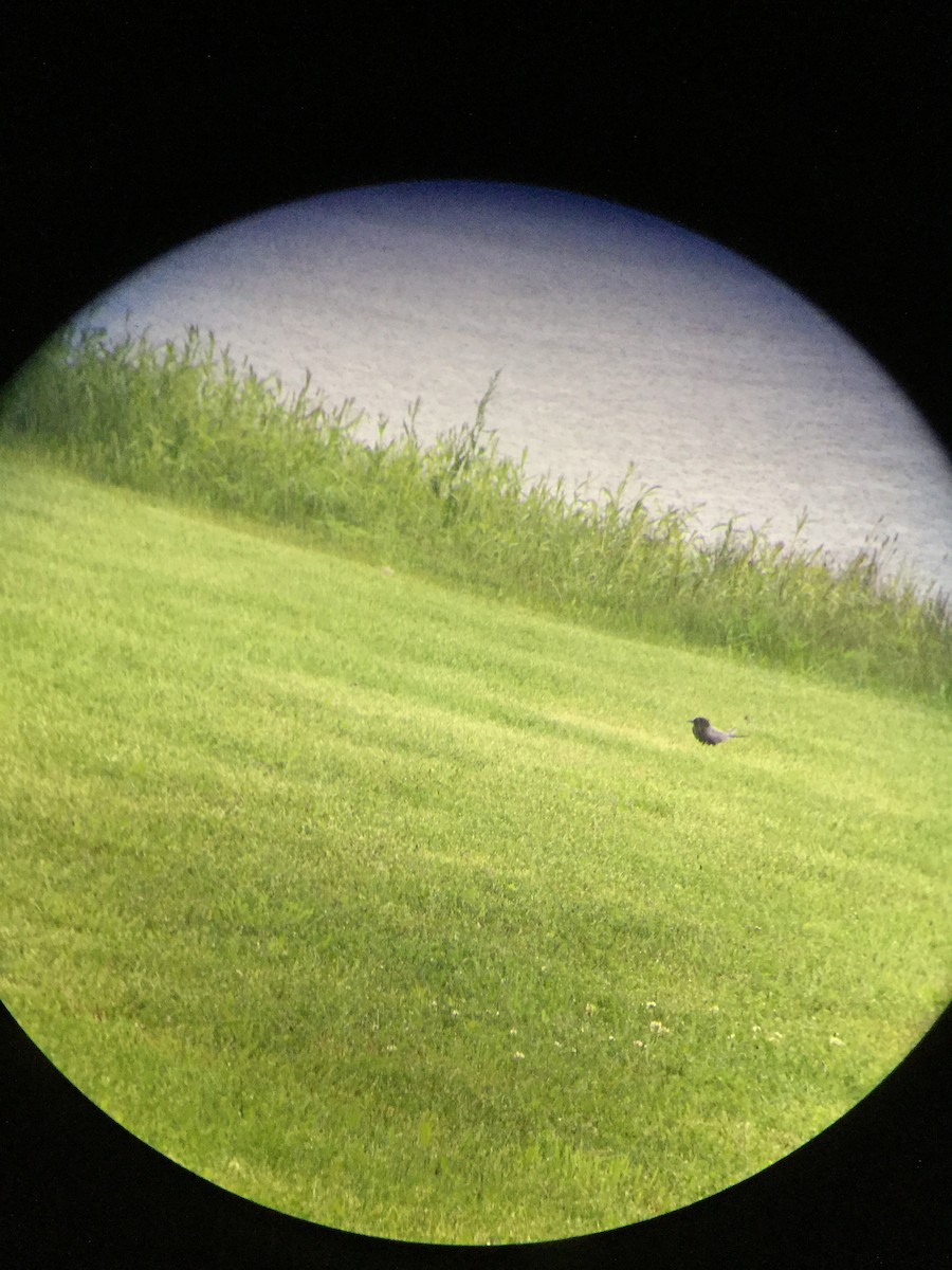 Black Tern - ML636818072