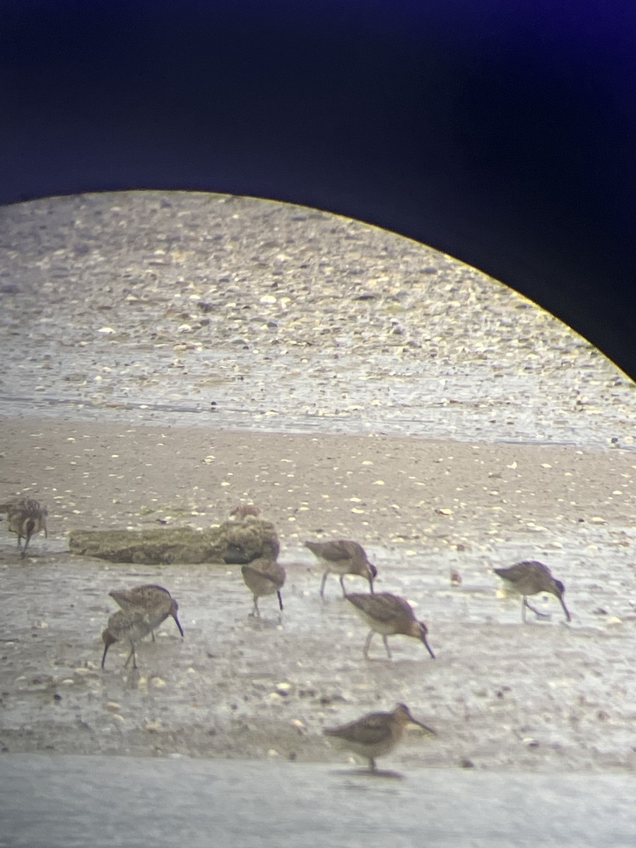 Moorschlammläufer - ML636818077