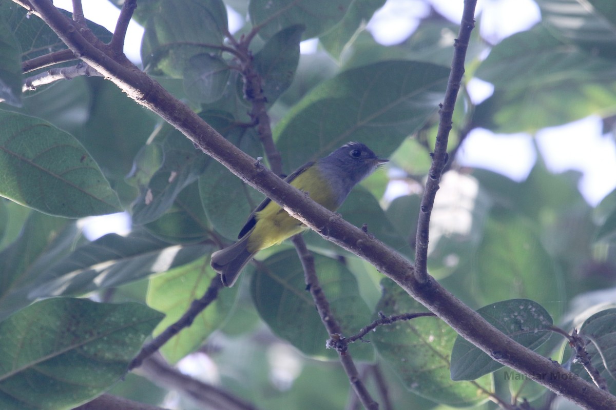 Gray-headed Canary-Flycatcher - ML636818079