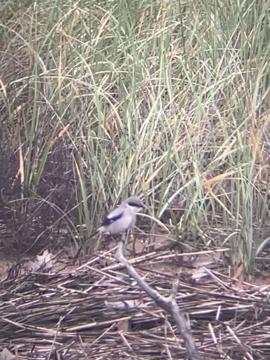 Louisianawürger - ML636818091