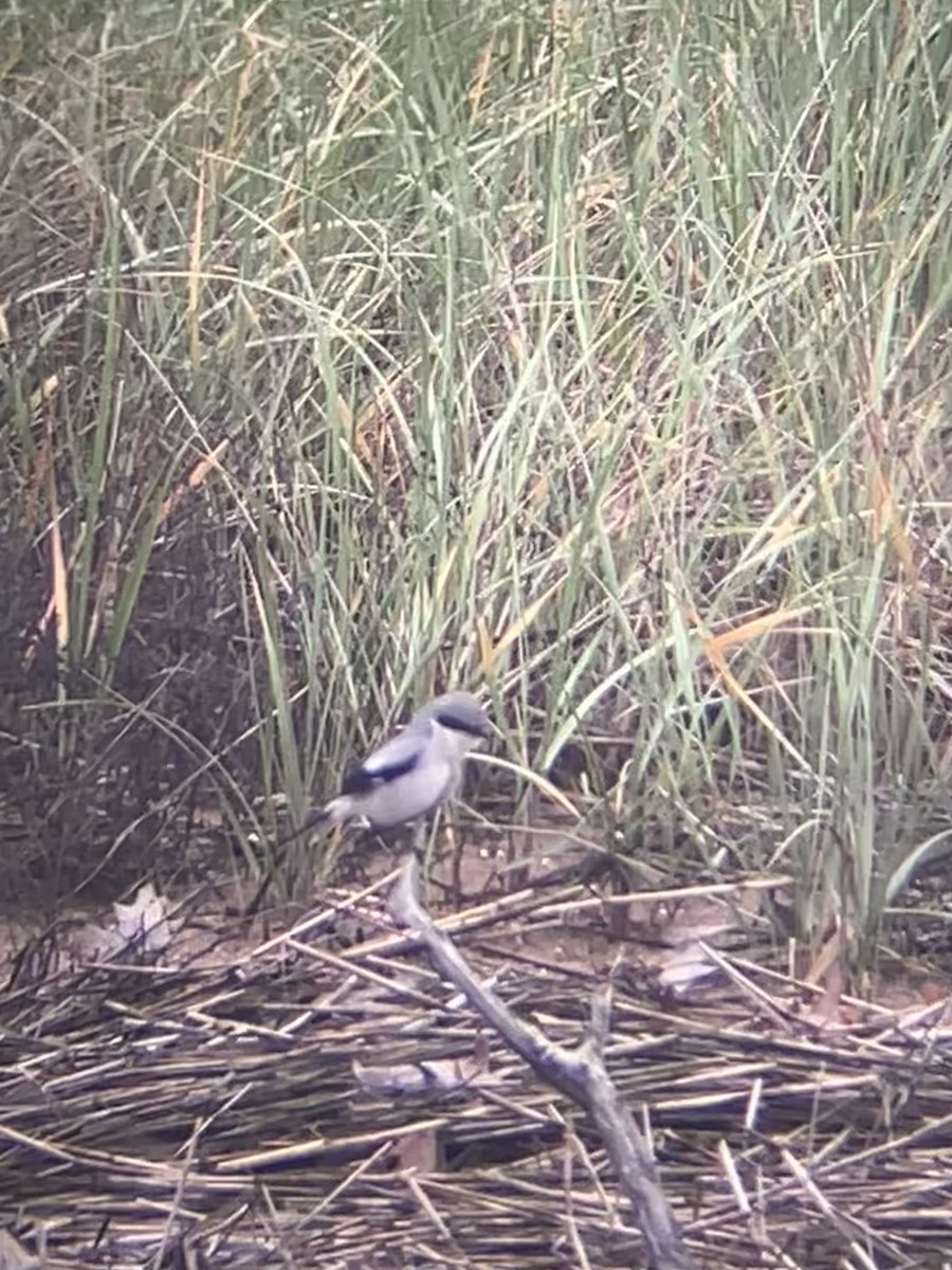 Louisianawürger - ML636818092