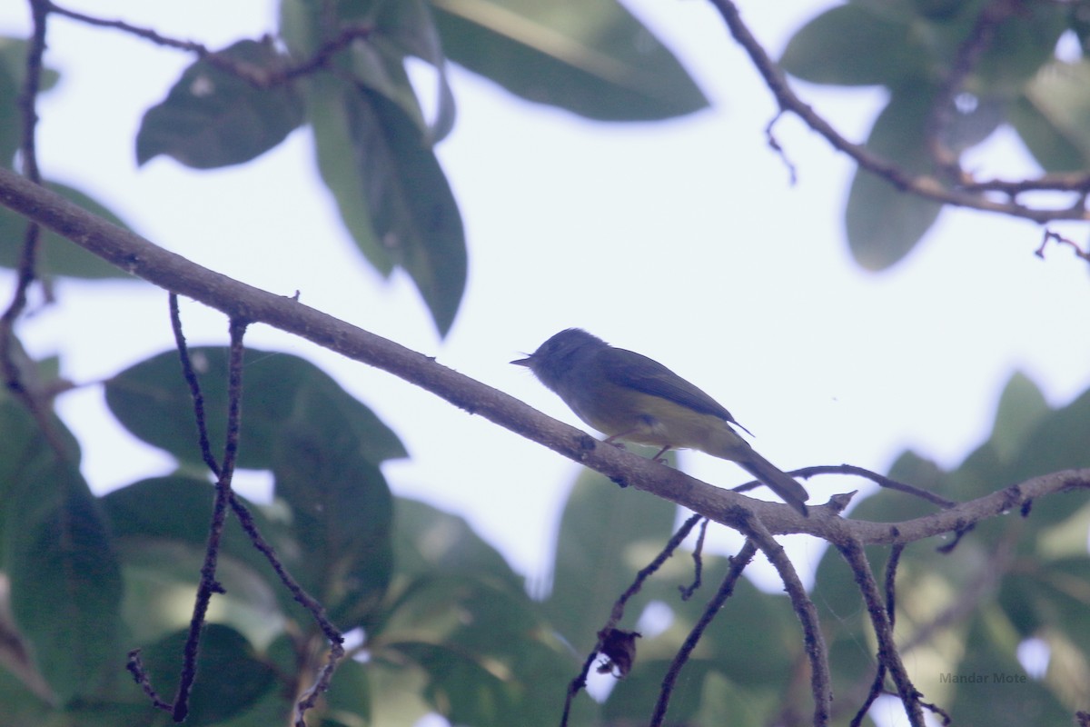 Gray-headed Canary-Flycatcher - ML636818093