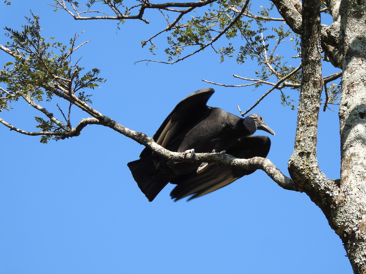 Black Vulture - ML636818114