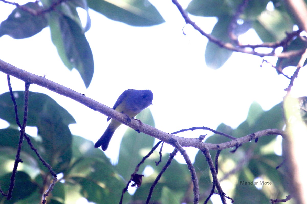 Gray-headed Canary-Flycatcher - ML636818118