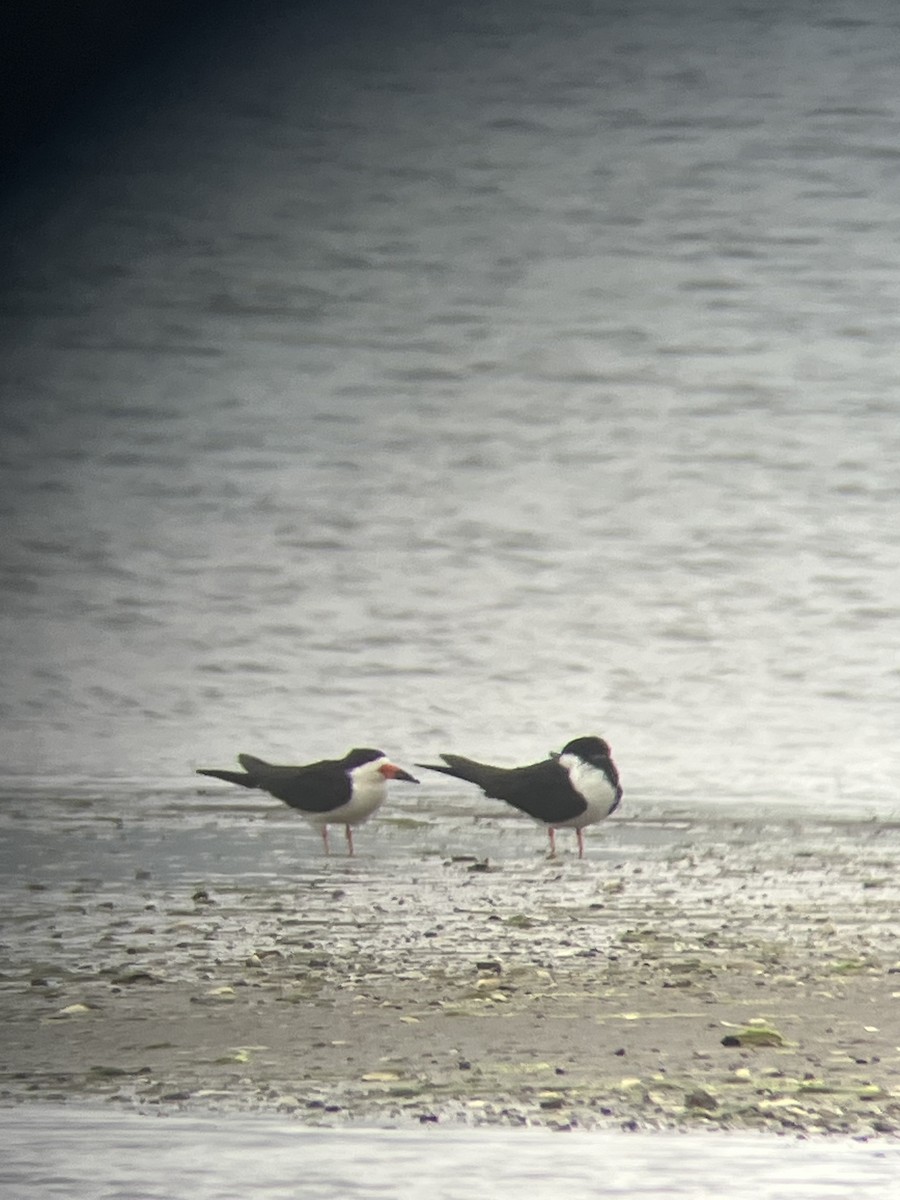 Amerikascherenschnabel - ML636818163