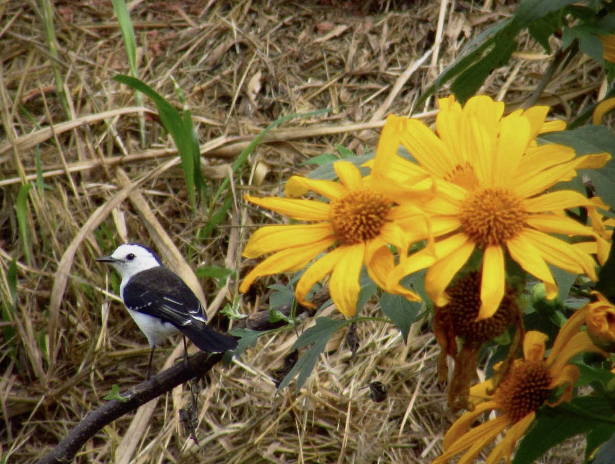 Black-backed Water-Tyrant - ML636818168