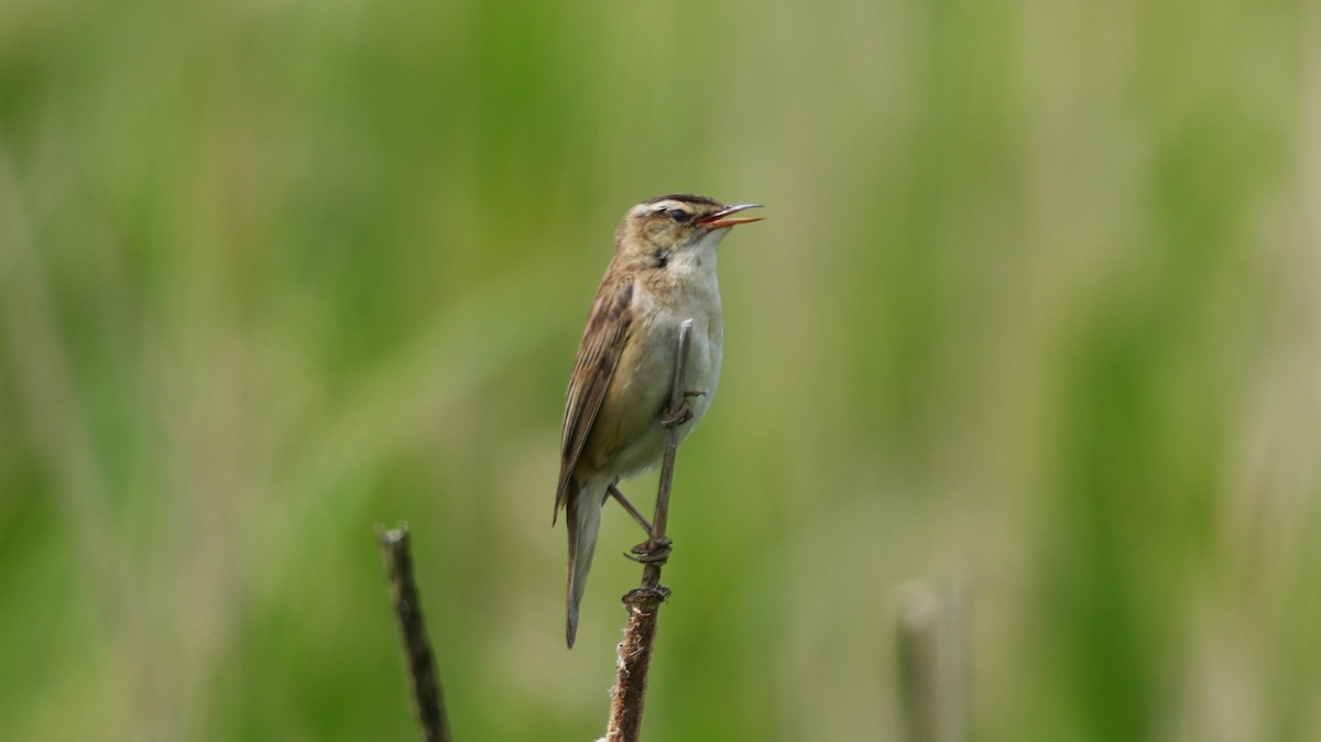 Sedge Warbler - ML636818173