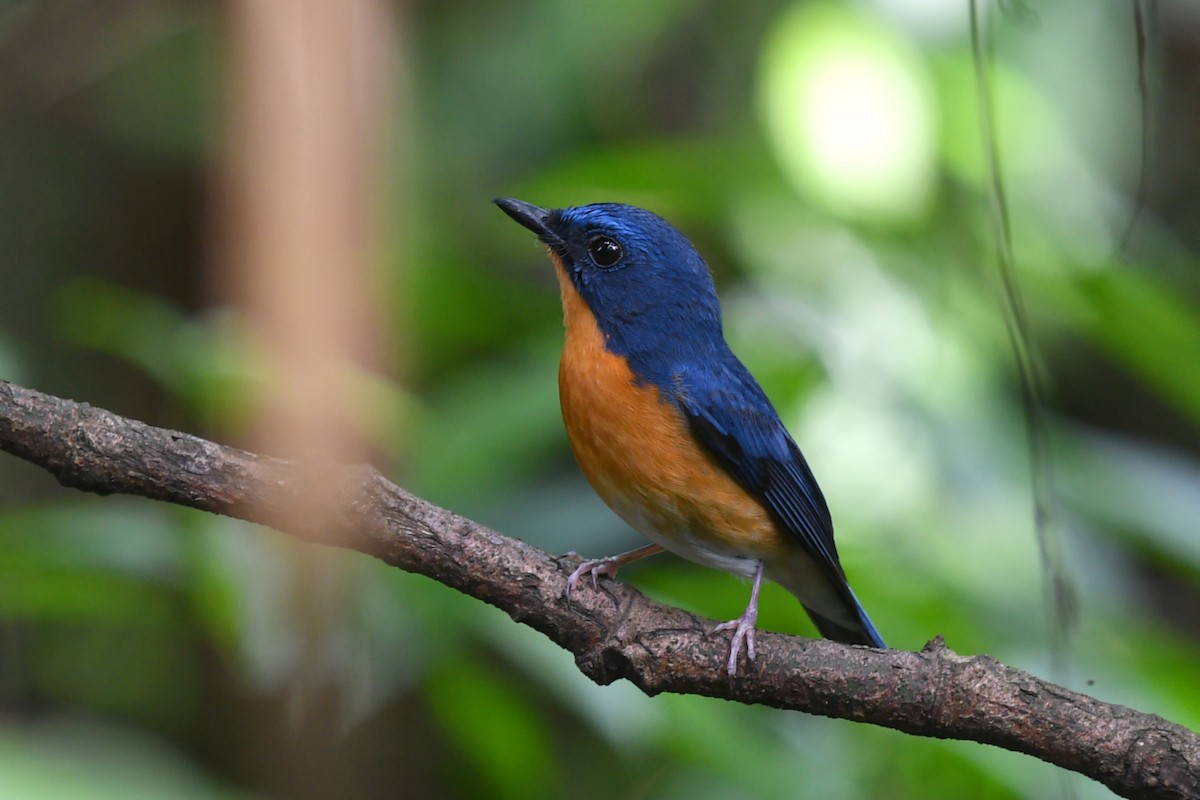 Large Blue Flycatcher - ML636818218