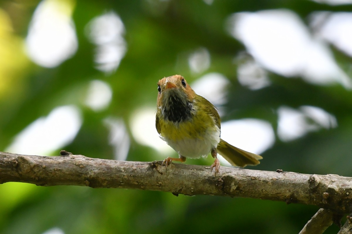 Rufous-faced Warbler - ML636818231