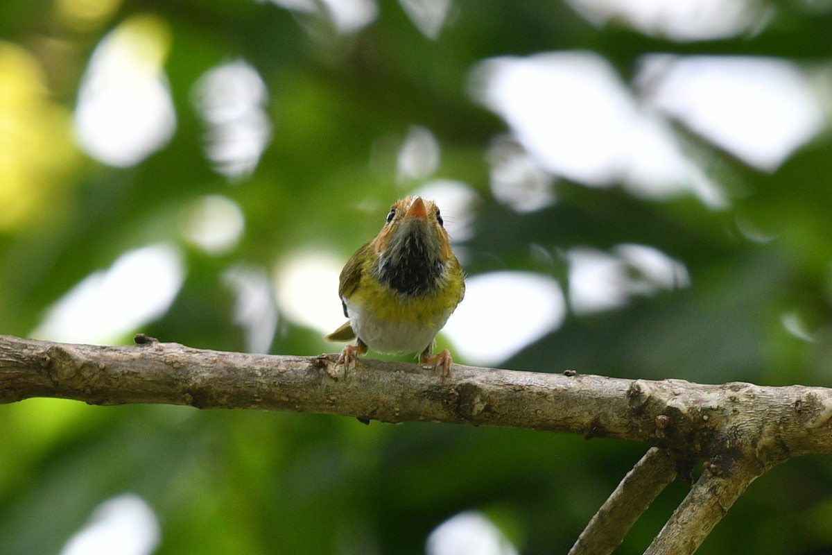 Rufous-faced Warbler - ML636818232