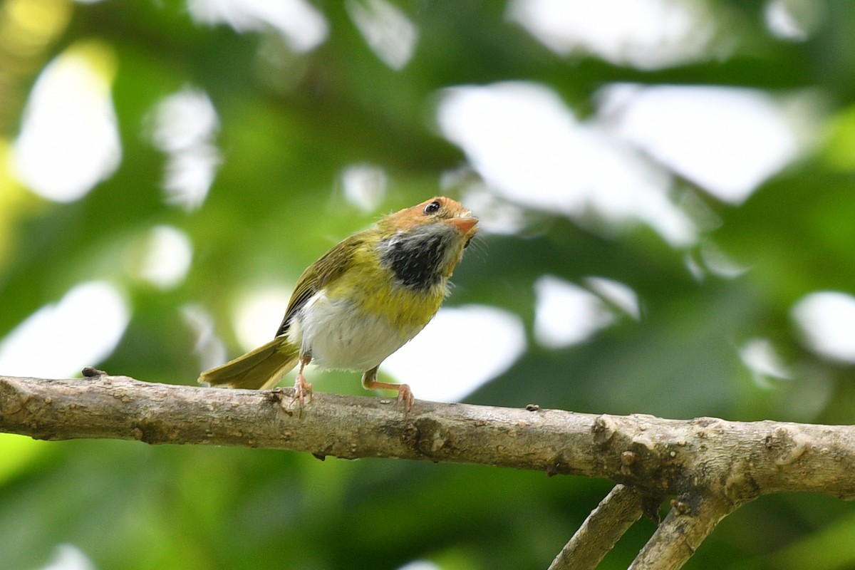 Rufous-faced Warbler - ML636818233