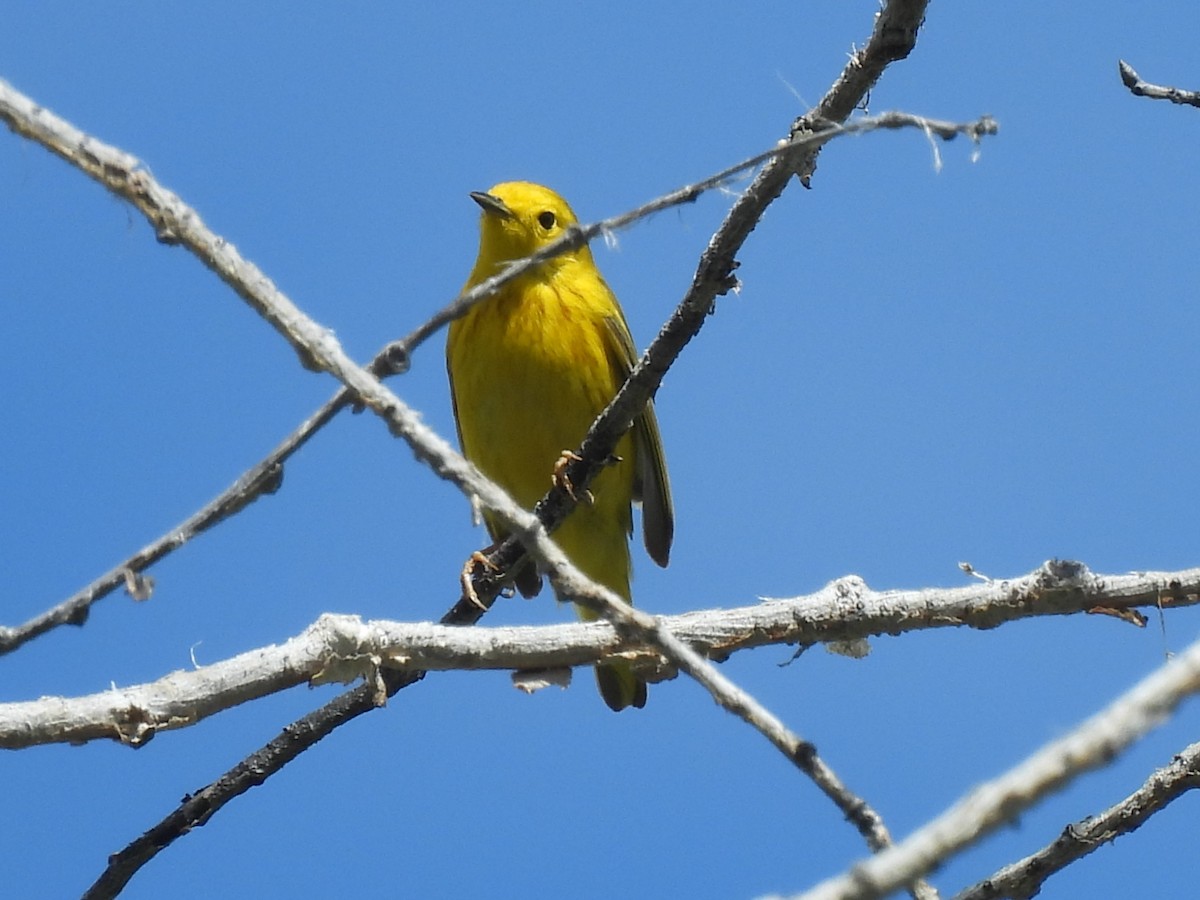 Northern Yellow Warbler - ML636818425