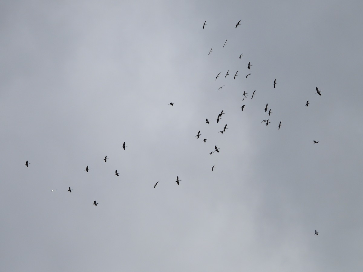 Wood Stork - ML636818467