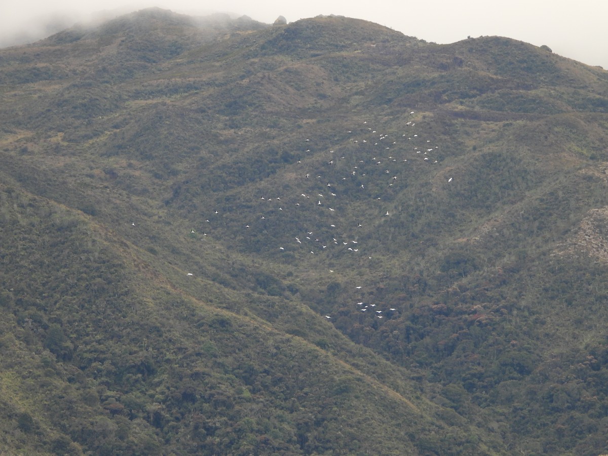 Wood Stork - ML636818468